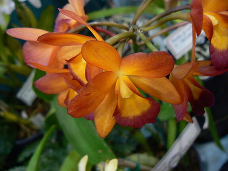 ORANGE ORCHID, flower, beauty, pretty, orange, HD wallpaper