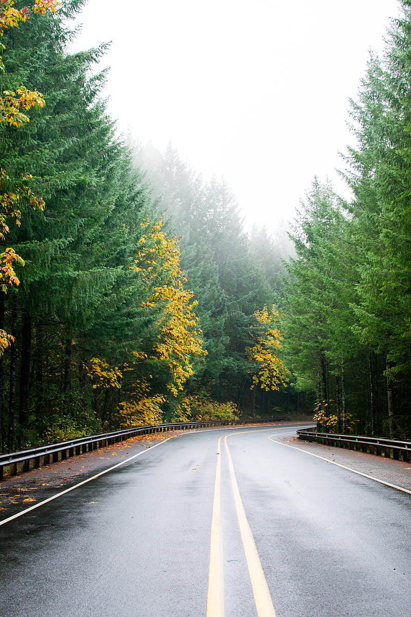 Empty Gray Concrete Road Between Trees Hd Phone Wallpaper Peakpx