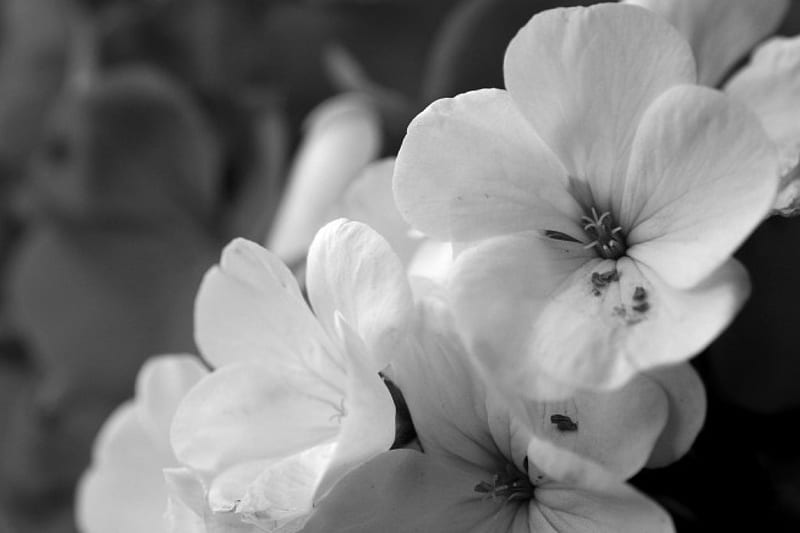 Algunas flores blancas y negras, flores blancas y negras, flores blancas,  flores monocromas, Fondo de pantalla HD | Peakpx