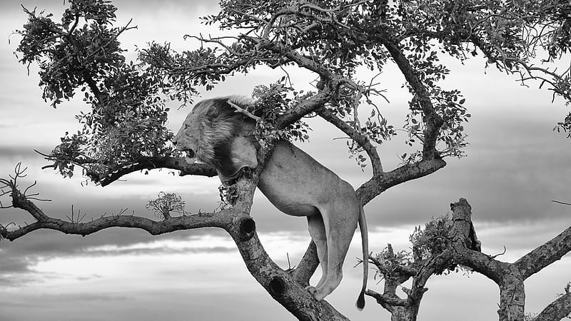 Black And White Of Lion Is Standing On Tree Branch Lion, HD wallpaper