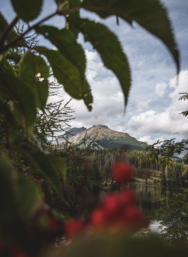 Round red fruits overlooking mountain under white and blue sky at