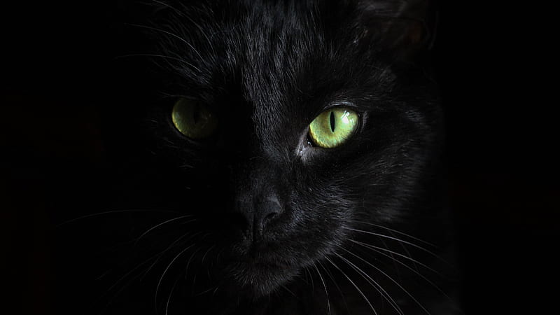 black cat, muzzle, look 16:9 background, Black Persian Cat, HD wallpaper