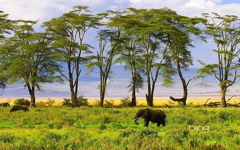 Geluo En En crater Tanzania African elephant, HD wallpaper