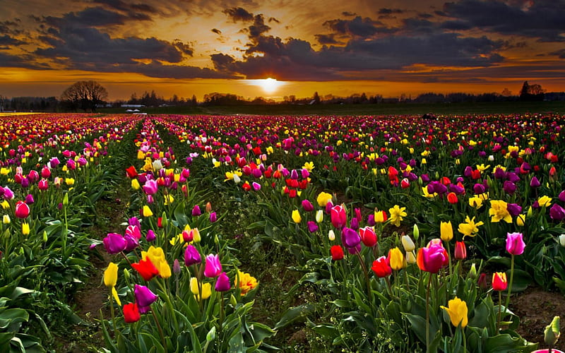 Colorful Tulips, Colorful, Row, Bonito, Sunset, Tulips, Field, HD ...