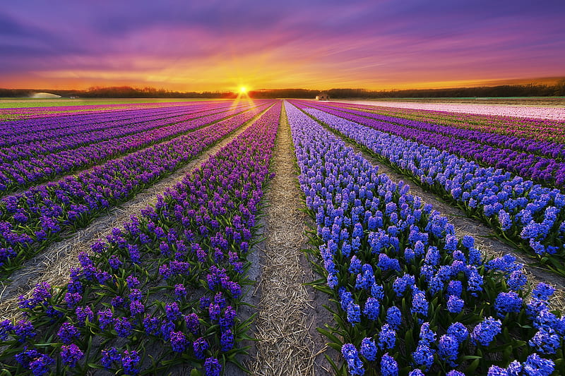 Purple Flowers Field At Sunset, HD wallpaper