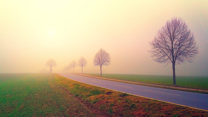 Late autumn scene, dusk, nature, trees, road, field, mist, pretty, perspective, hazy, graphy, HD wallpaper