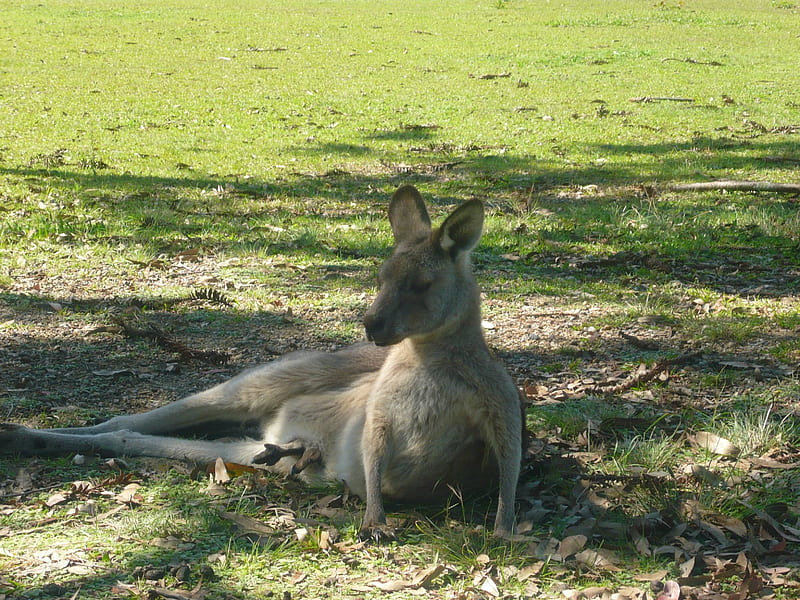 Mother Aussie Kangaroo with Baby in Pouch, nature, bushland, kangaroo, animals, HD wallpaper
