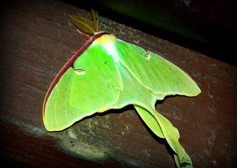 Luna moth, antennas, male, tailes, feathered, HD wallpaper