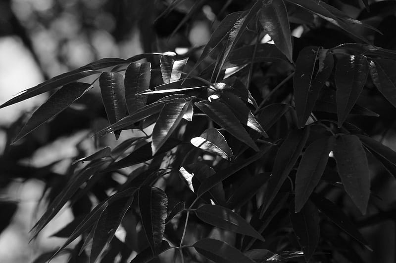 grayscale of green leaves, HD wallpaper