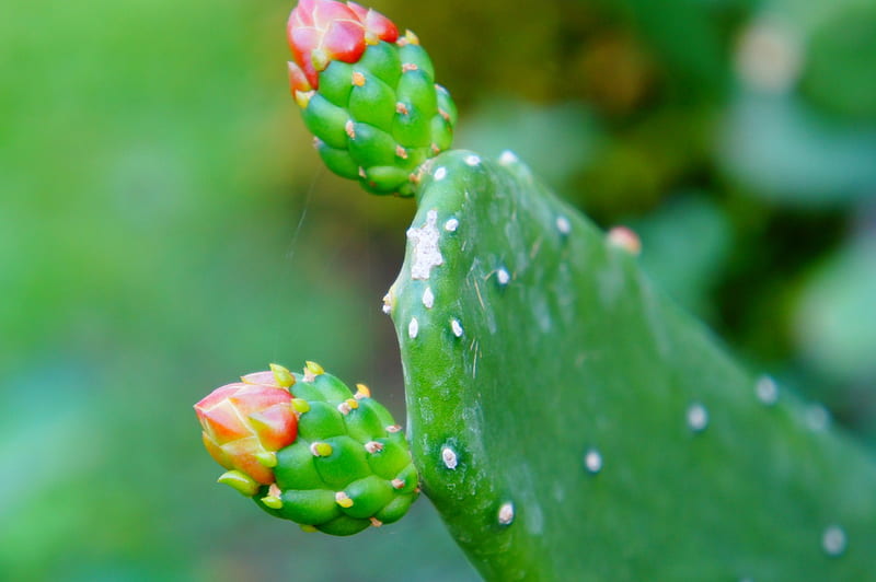 Flor de cactus, flor, rojo, verde, planta, Fondo de pantalla HD | Peakpx