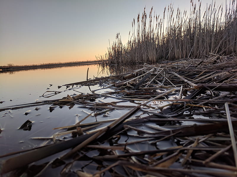 Beautiful Marsh, nature, trees, HD wallpaper | Peakpx