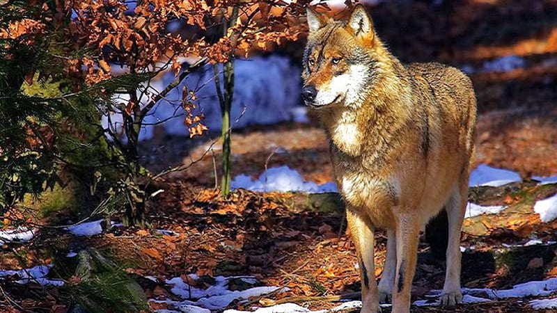 Wild in the Woods, fantasy, woods, wildlife, nature, wolves, grey wolves, animals, HD wallpaper