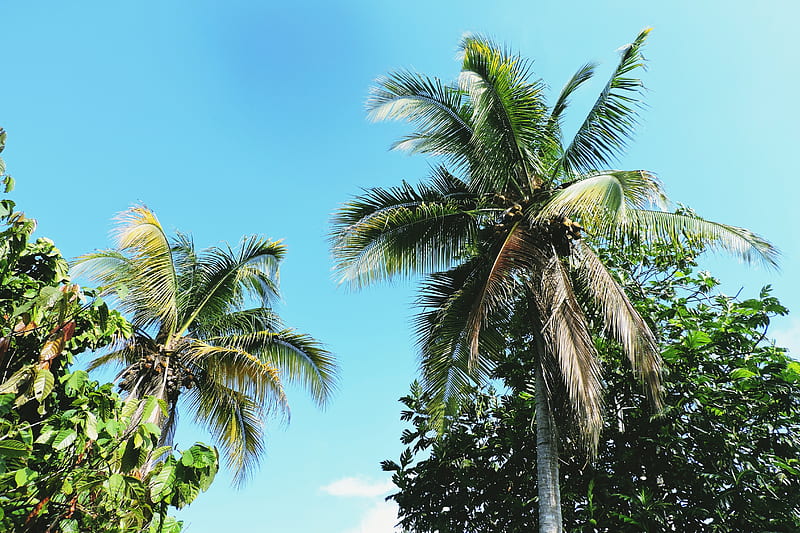 Low Angle graphy of Coconut Trees, HD wallpaper