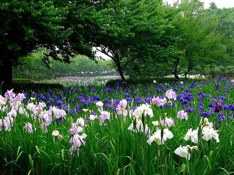 Irises., tree, plant, garden, nature, bulb, iris, HD wallpaper