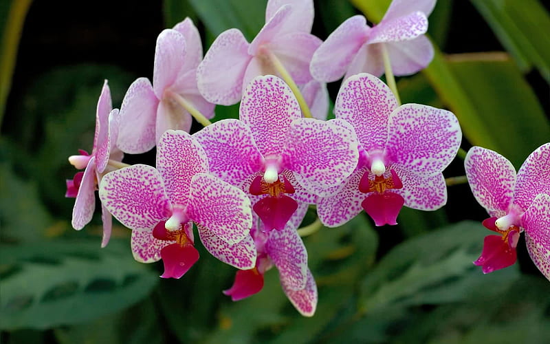 Purple Orchids-Flowers, HD wallpaper