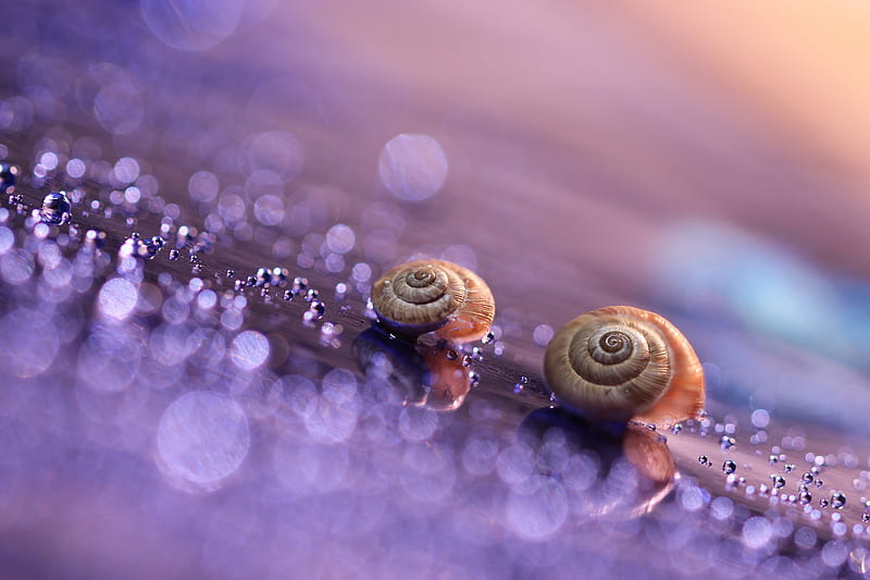 Snails, purple, snail, water drops, pink, couple, HD wallpaper