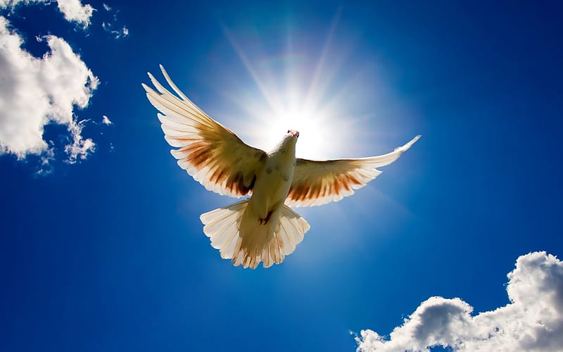 Peace dove flying in the sky-Animal World Series, HD wallpaper