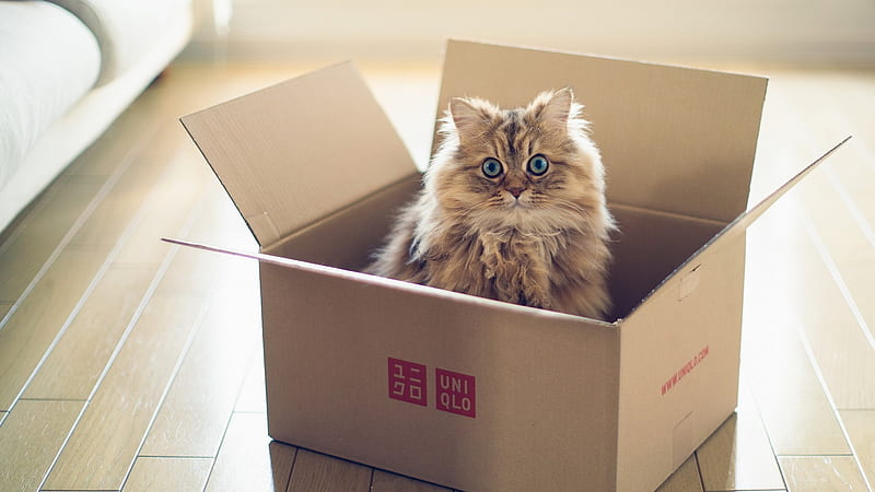 Cat In Box, cat, animals, HD wallpaper