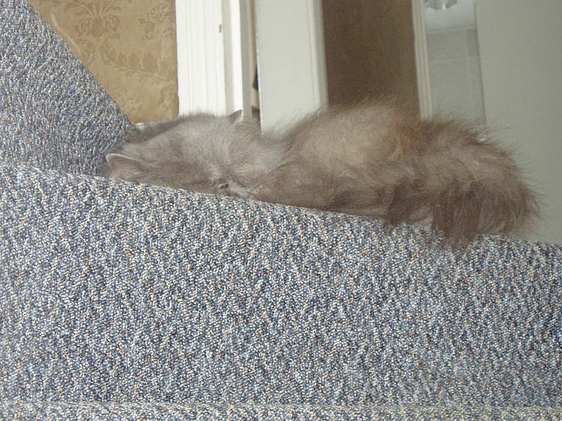 another unusual place to sleep, 1., blossom, cat, top-step, stairs carpet, HD wallpaper