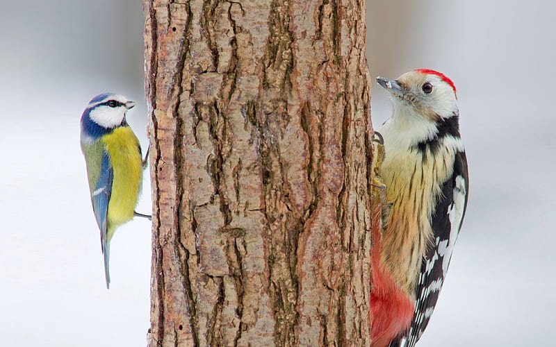 Birds, Woodpecker, Bird, HD wallpaper