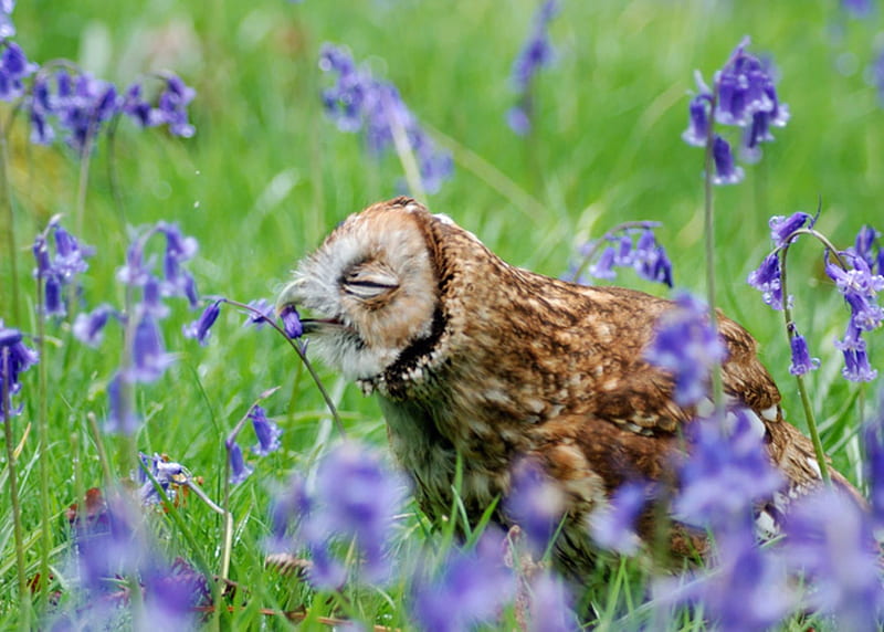 Pajarito, marrón, campo, flores, pájaro, azul, Fondo de pantalla HD | Peakpx