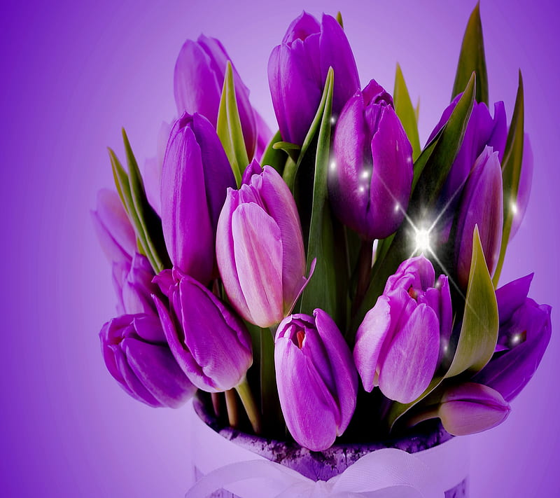 purple tulips, cool, nature, nice, purple, tulips, HD wallpaper
