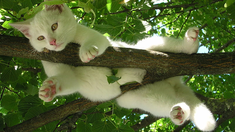 White Cat With Pink Nose Is Lying On A Branch Of Tree Cat, HD wallpaper