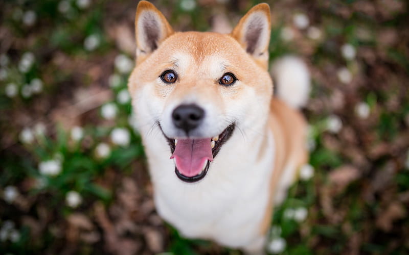 Shiba Inu, ginger dog, cute dog, pets, blur, big eyes, dogs, Japanese Brushwood Dog, Japanese Turf Dog, Shiba Ken, HD wallpaper