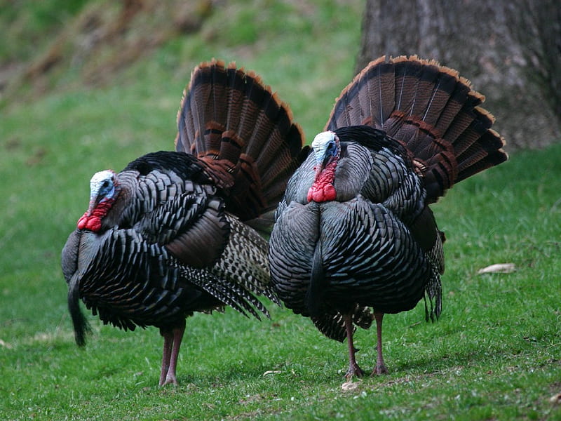 WILD TURKEYS TWO, turkeys, male, two, wild, jakes, HD wallpaper | Peakpx