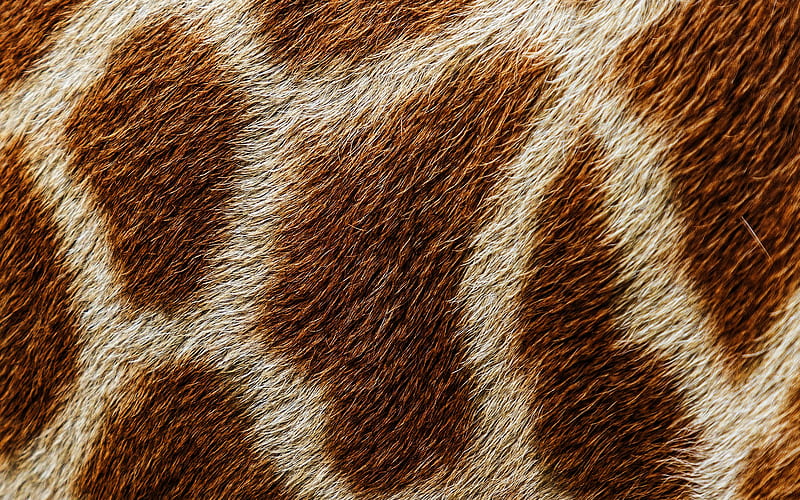 giraffe skin texture, macro, brown blots texture, giraffe skin, giraffe background, giraffe wool, giraffe leather background, HD wallpaper