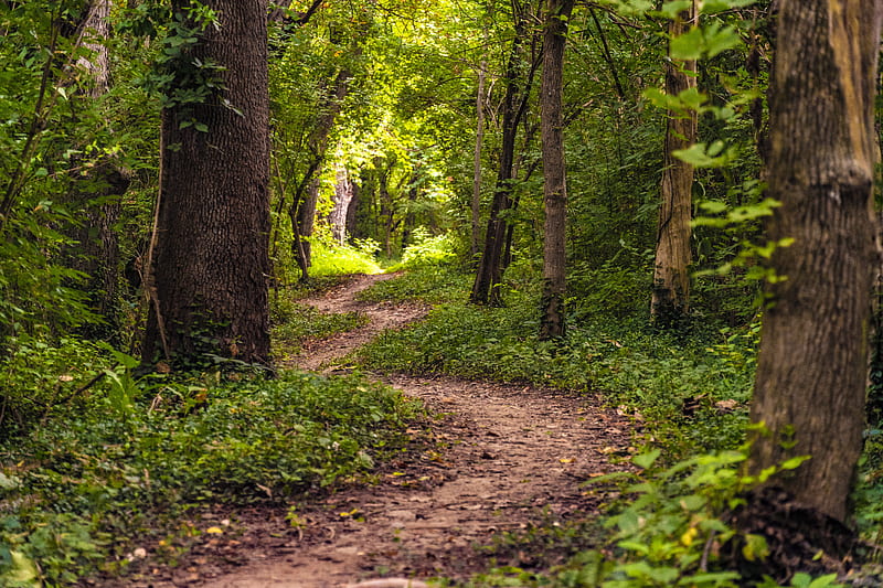 Trail to the Light, forest, nice day, trail, summer, trees, leafs, hiking trail, HD wallpaper