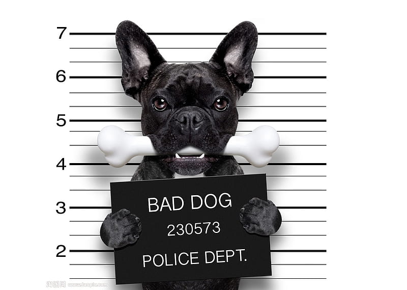 Bad dog, caine, french bulldog, black, paw, funny, white, animal, HD wallpaper