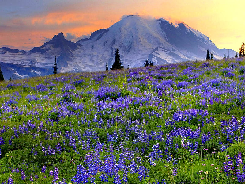 SPRING IN PURPLE, mountain, purple, blossoms, field, fog, HD wallpaper ...