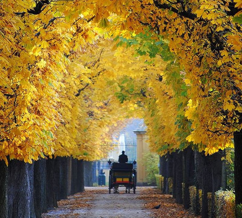 Vienna, beauty, autumn, nature, road, HD wallpaper | Peakpx