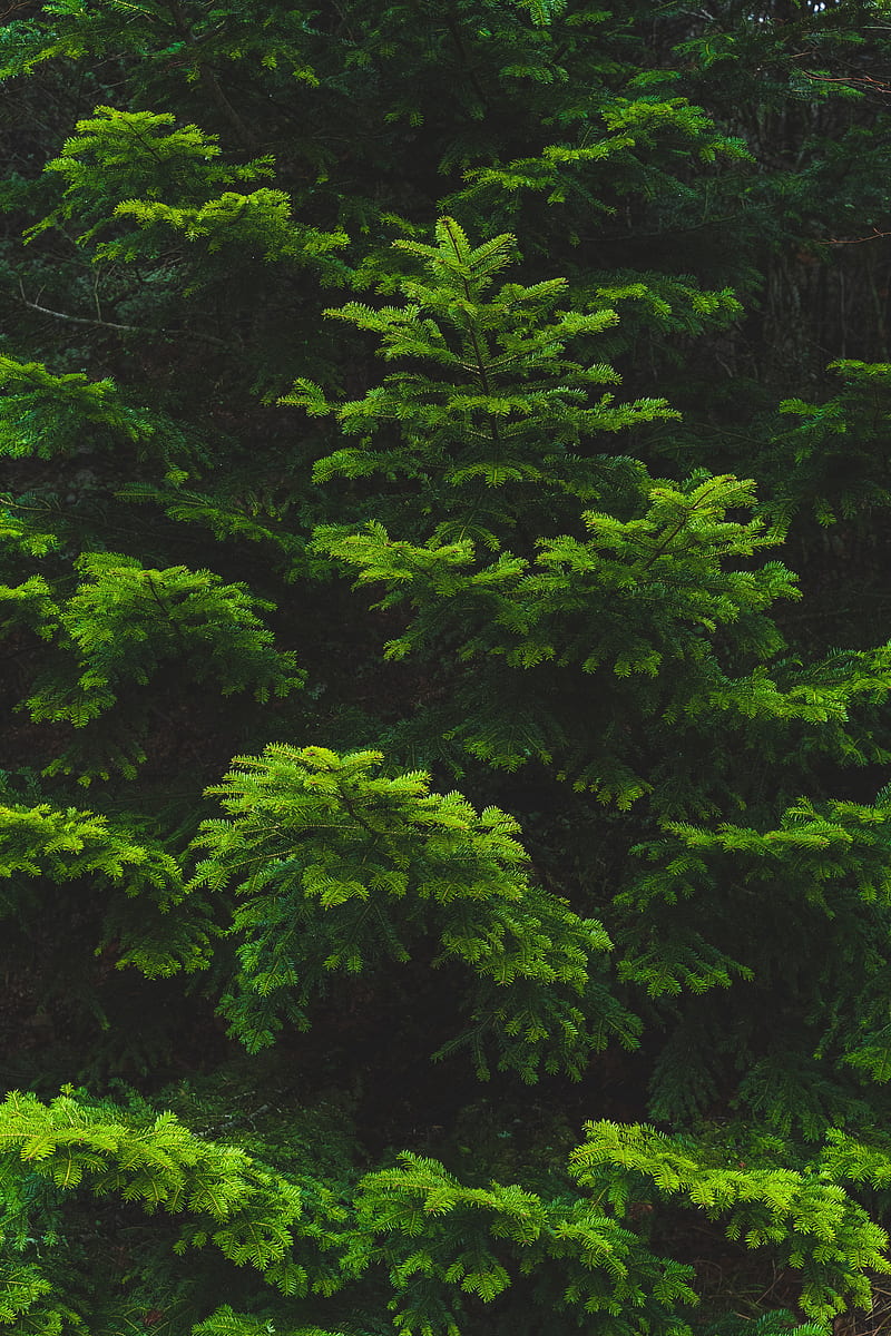 branch, needles, spruce, green, HD phone wallpaper