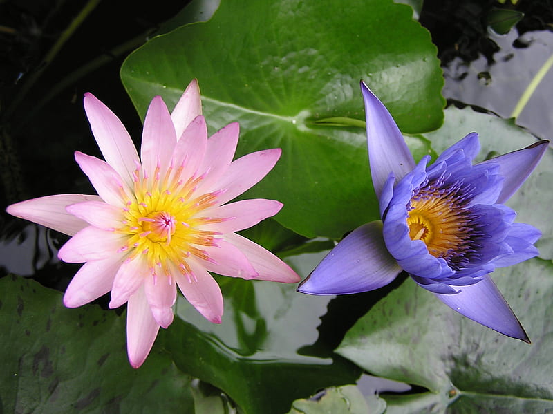 Waterlily, flower, pink, blue, HD wallpaper | Peakpx