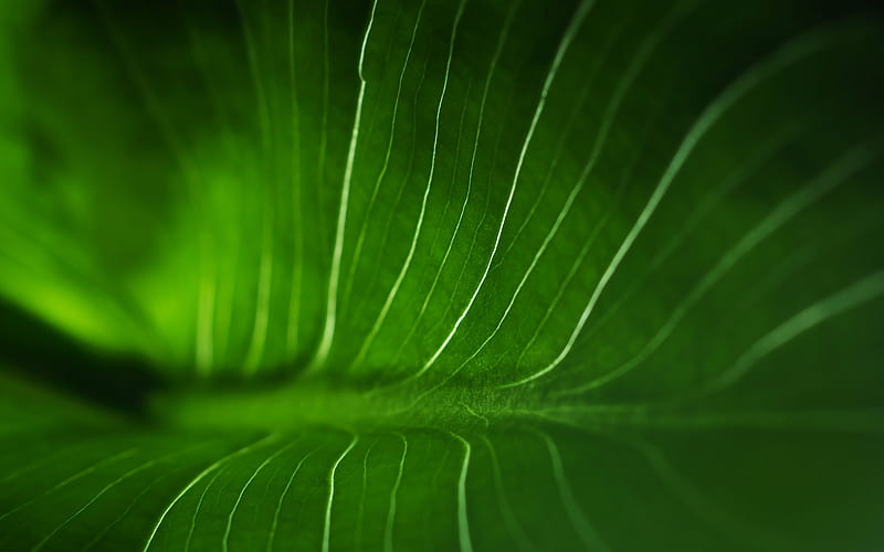 green leaf texture, background with green leaf, eco texture, ecology, environment, texutra leaf, green leaf, HD wallpaper