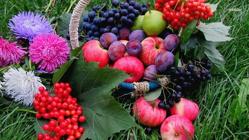 Fresh Fruits, Purple, Love, Red, Softness, , bonito, Apple, Fruits, Berry, Nature, Pink, Green, Girly, HD wallpaper