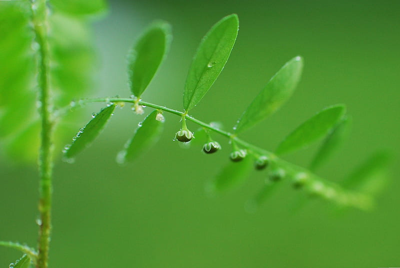 Green Plant With Water Drops, HD wallpaper