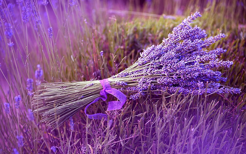 flowers, field, bouquet, lavender, HD wallpaper