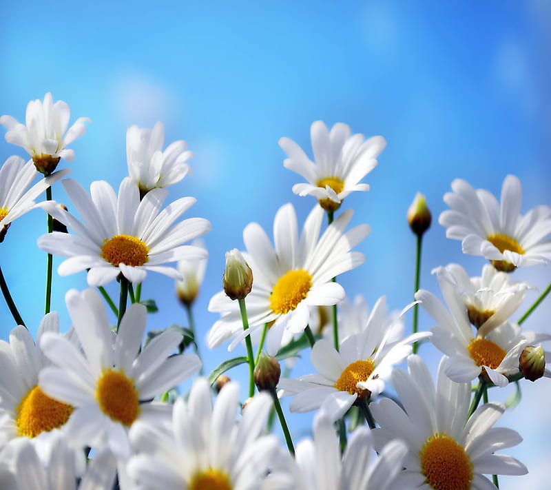 Daisies, daisy, flowers, spring, HD wallpaper
