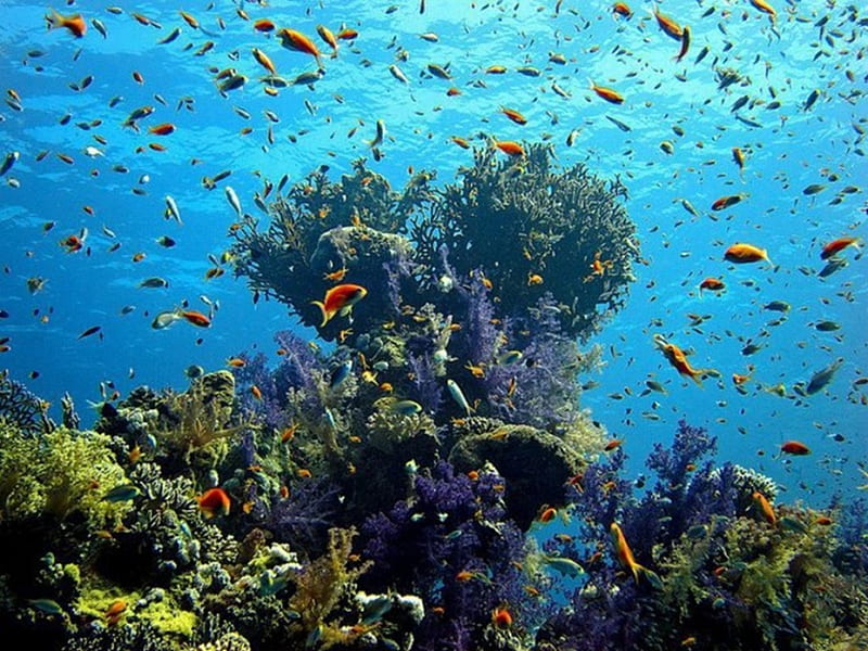 under the ocean, fishes, water, deep, ocean, nature, bonito, sea, blue, HD wallpaper