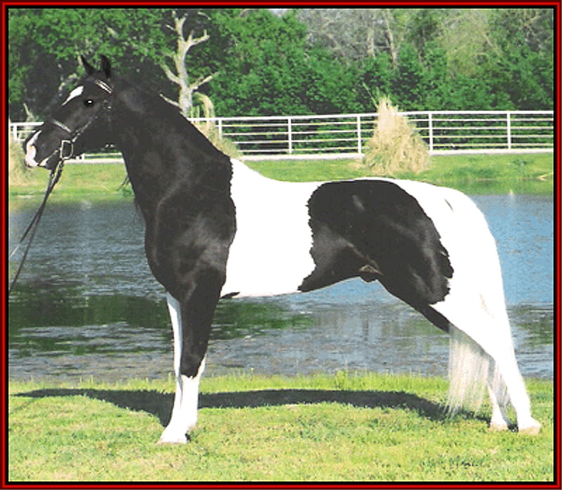 Paint Tennessee Walker, tennessee walker, paint, horse, tobiano, HD ...