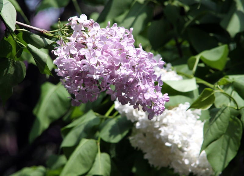 LILACS, LILAC, WHITE, FLOWERS, PURPLE, HD wallpaper | Peakpx