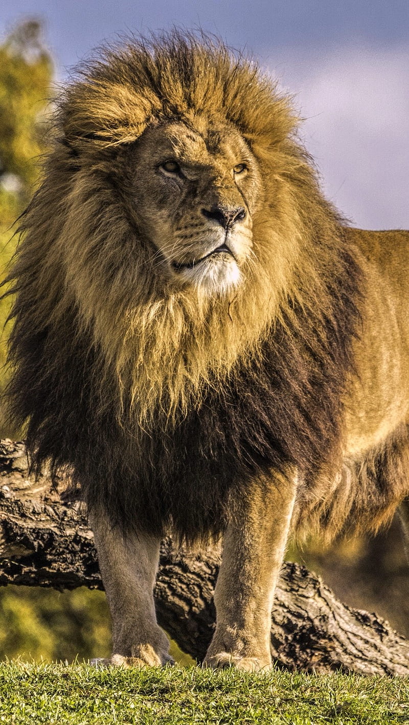 Lion, king, leon, lions, HD phone wallpaper | Peakpx