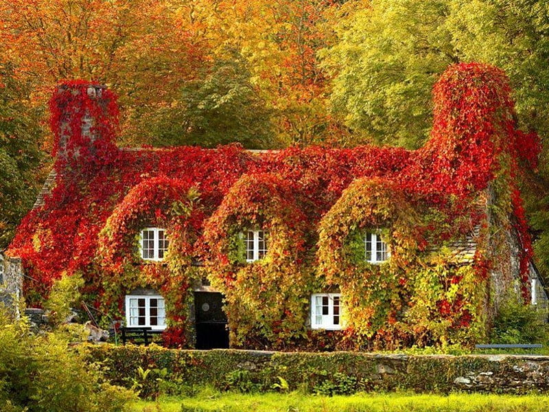 WARM BLANKET, architecture, red, growth, forest, autumn, houses, homes, trees, plants, gardens, creepers, ivy, HD wallpaper