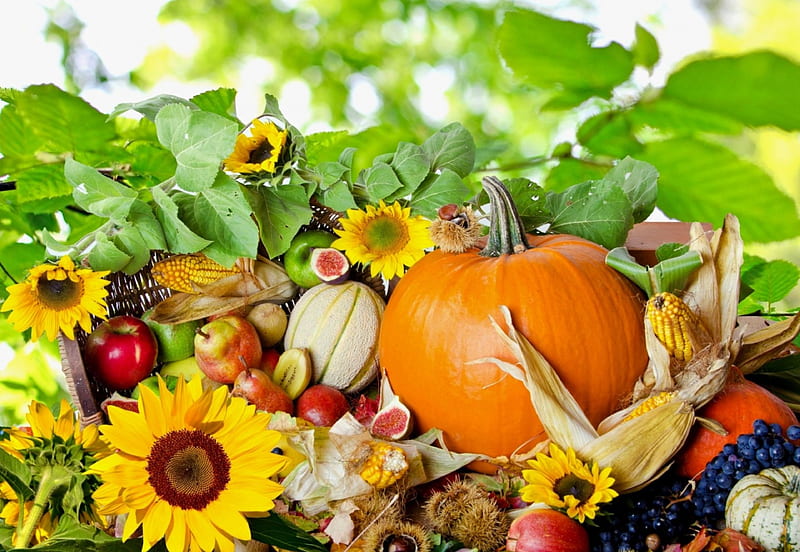 Fall Season, still life, sunflowers, apples, artwork, pumpkins, corn cobs, chestnuts, HD wallpaper