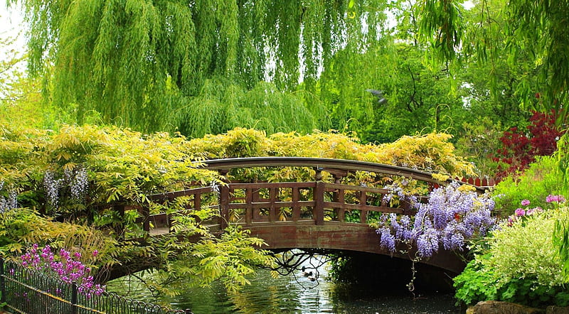 The way Across, pretty, water, bridge, flowers, trees, weeping willows, wooden, wisteria, HD wallpaper