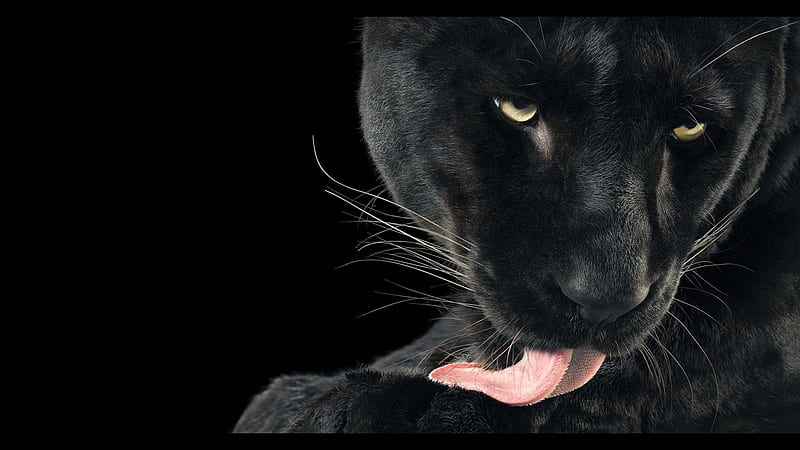 Pantera negra, negro, ojos, pantera, rosa, lengua, animal, Fondo de  pantalla HD | Peakpx