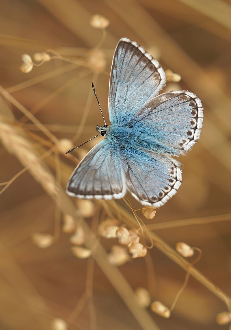 butterfly, wings, pattern, focus, macro, HD phone wallpaper